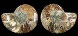 Cut & Polished Ammonite Fossil - Agatized #69011-1